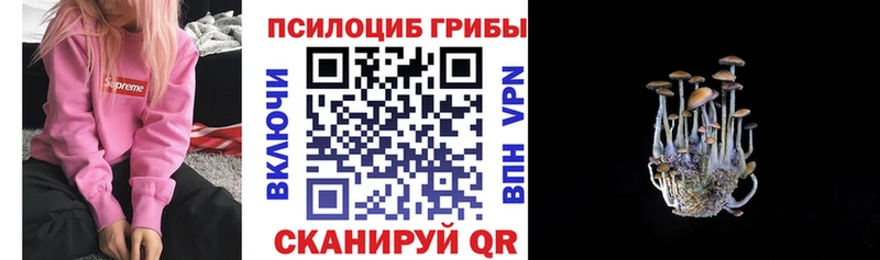 купить закладку  Борзя  Псилоцибиновые грибы MAGIC MUSHROOMS 